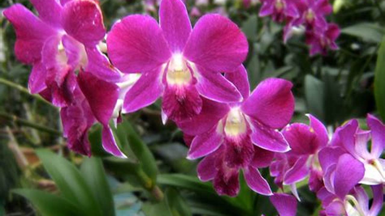 Celebrate Spring Surrounded By Rare Plants, Orchids, And Flowers In Full., 2024