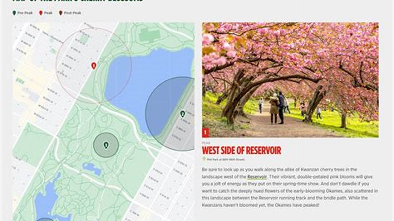 Central Park’s Cherry Blossom Tracker Tells You When The Trees Are In Peak., 2024
