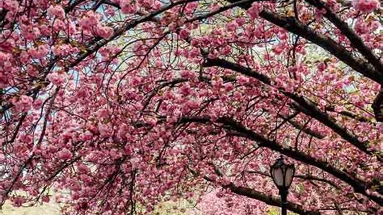 Central Park Cherry Blossoms 2024