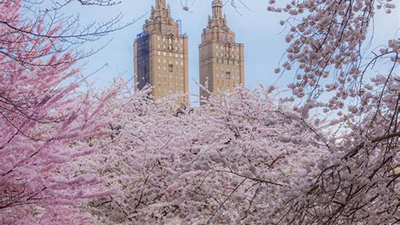 Central Park Cherry Blossoms 2024 Uk