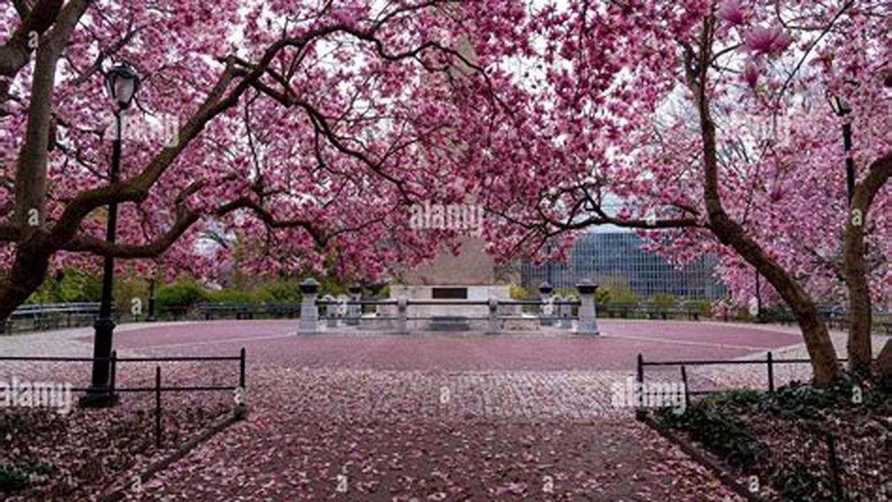 Central Park Cherry Blossoms 2024au