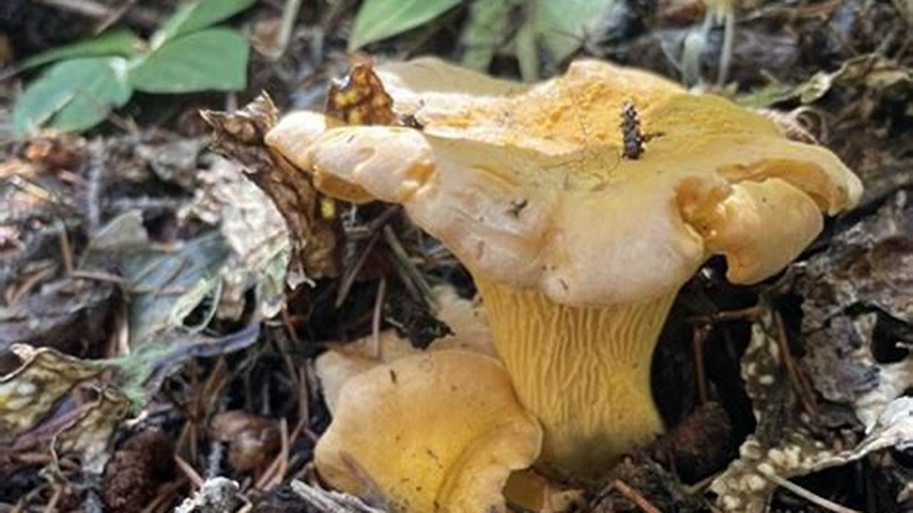 Chanterelle Season Oregon 2024