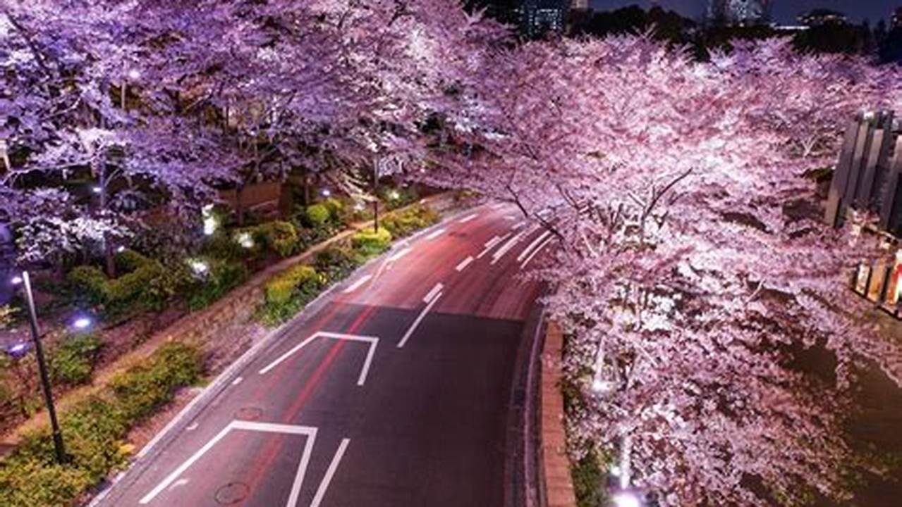 Cherry Blossom 2024 Tokyo