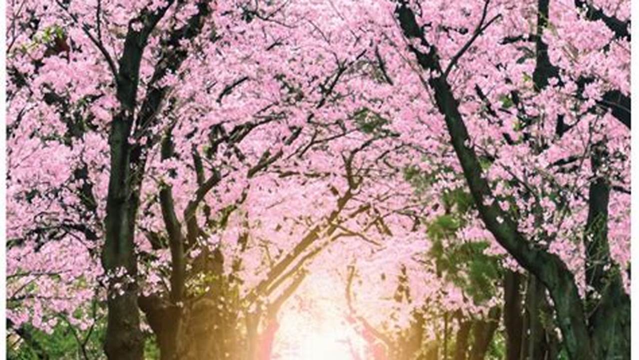Cherry Blossom Calendar 2024