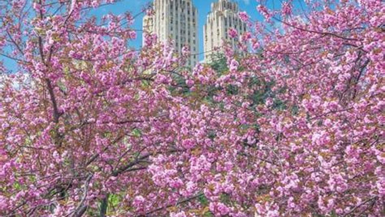 Cherry Blossom Central Park 2024 Calendar