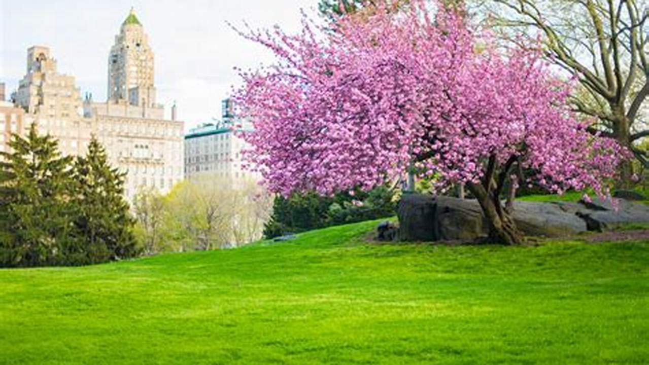 Cherry Blossom Central Park 2024 Date