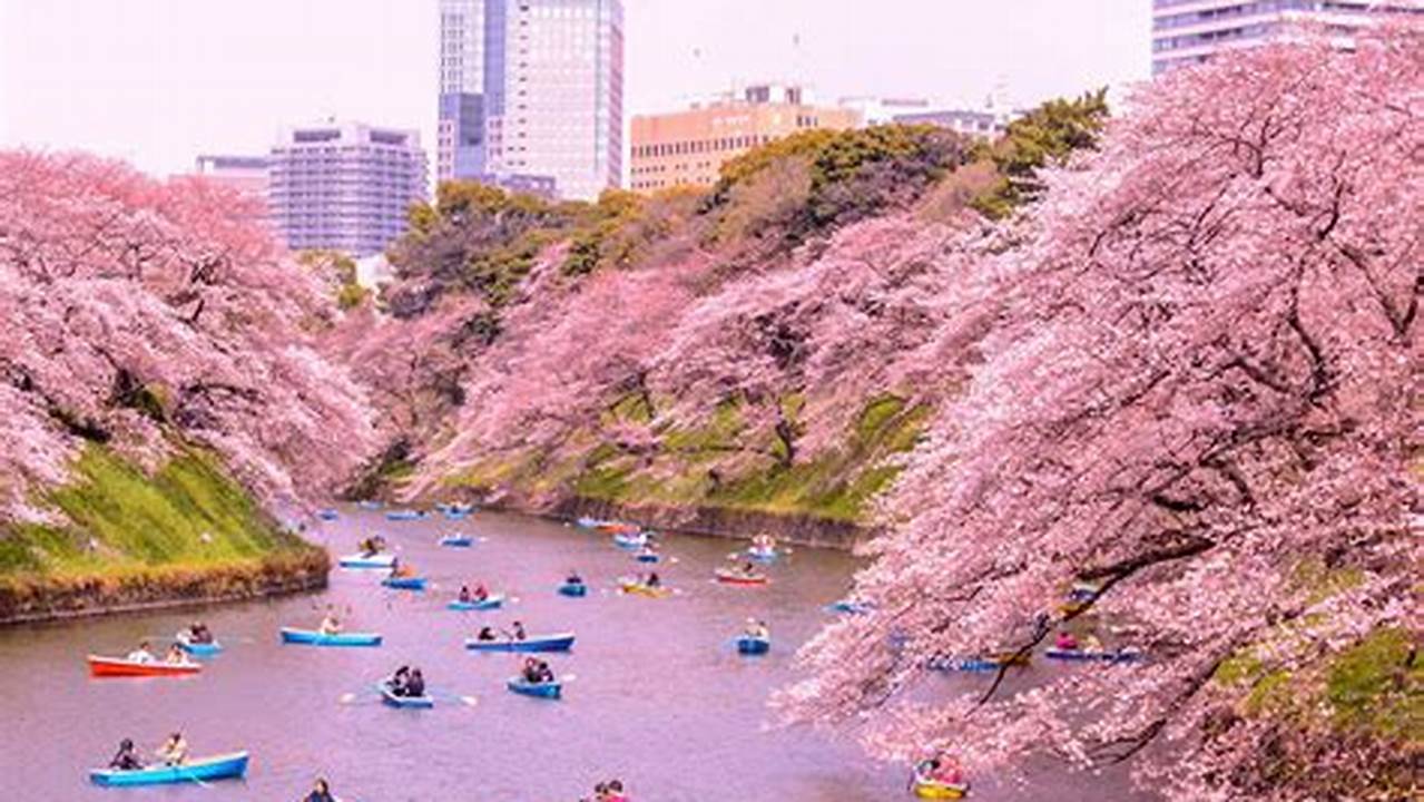 Cherry Blossom Cruise Japan 2024