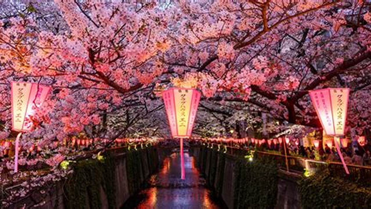 Cherry Blossom Festival 2024 Japan