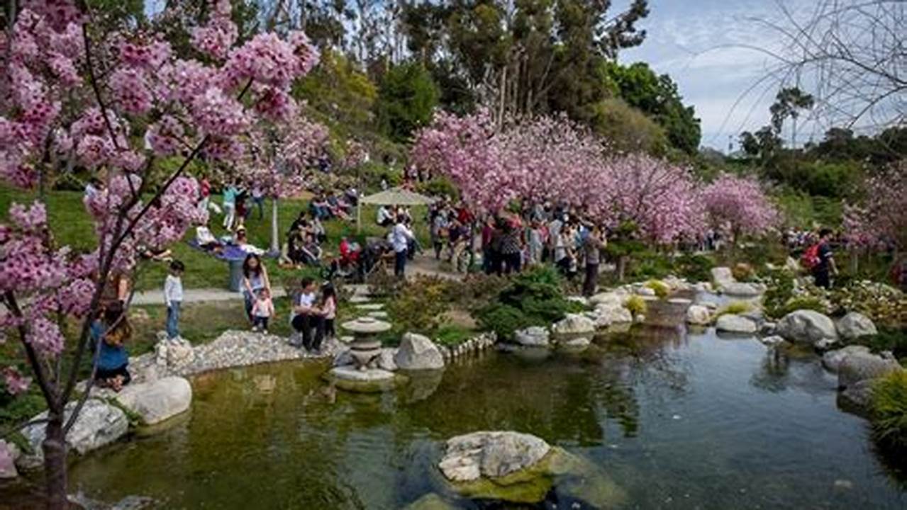 Cherry Blossom Festival 2024 San Diego