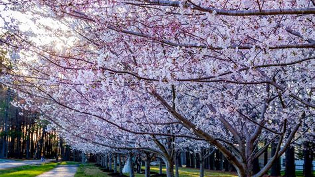 Cherry Blossom Festival 2024 Virginia Beach