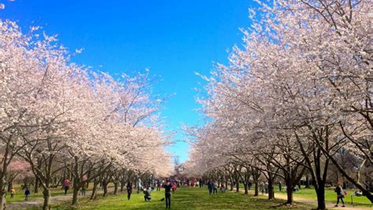 Cherry Blossom Festival Philadelphia