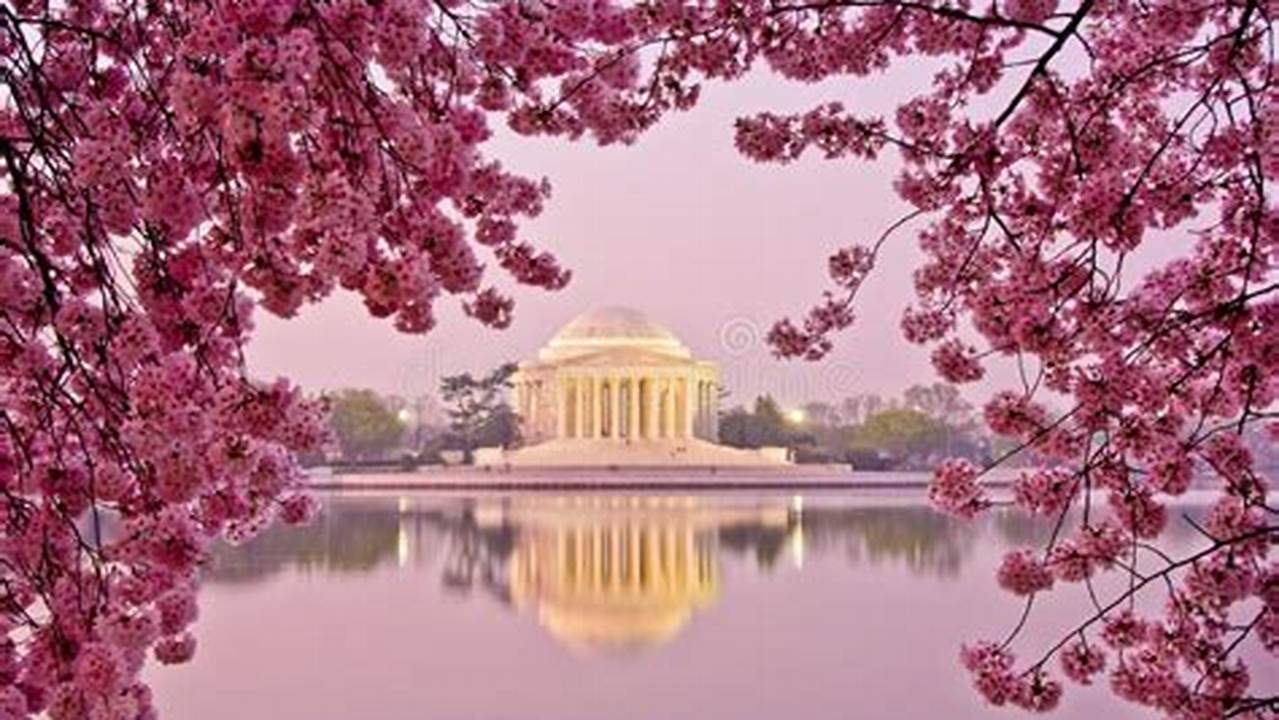 Cherry Blossom Festival Washington Dc 2024 Liuka Rosalynd