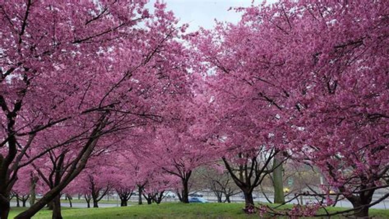 Cherry Blossom Flushing Meadow Park 2024