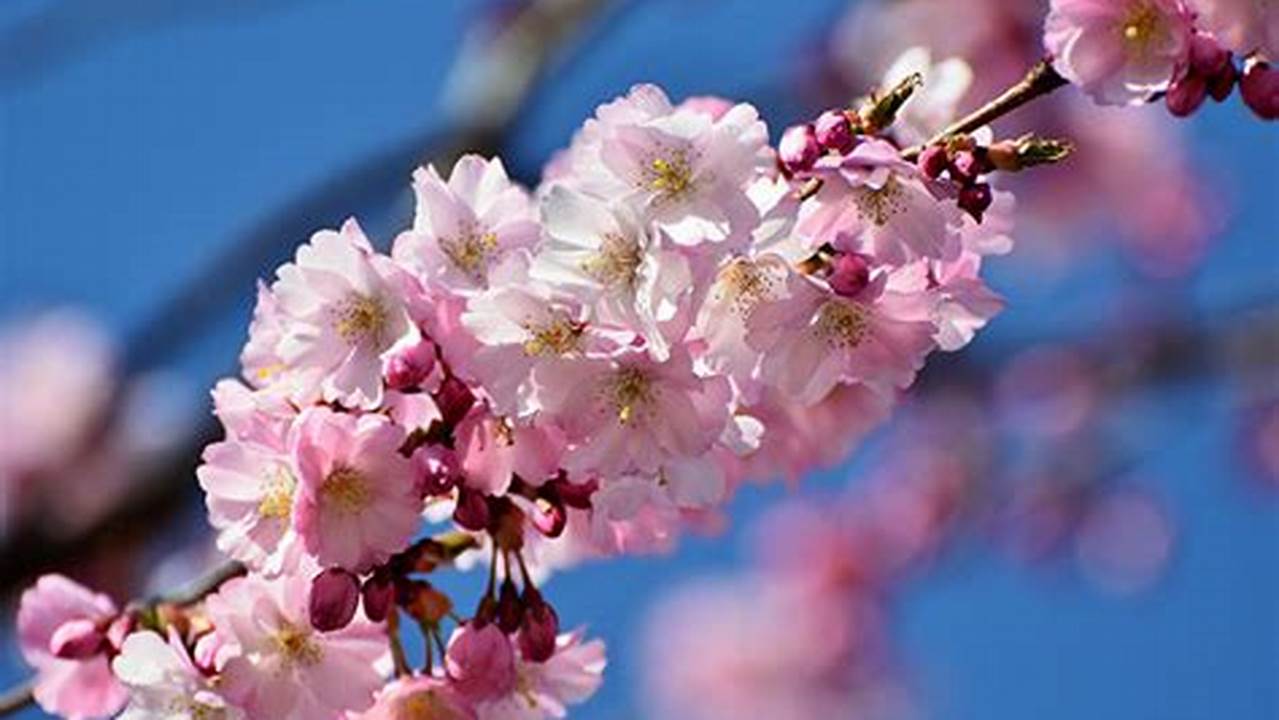 Cherry Blossom In China