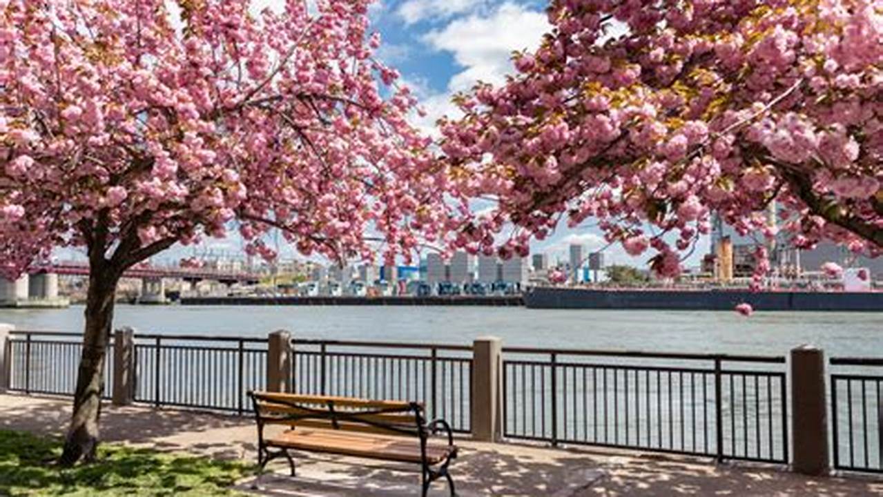 Cherry Blossom In New York 2024 Dorri Germana