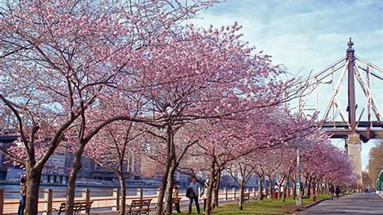 Cherry Blossom Nyc 2024