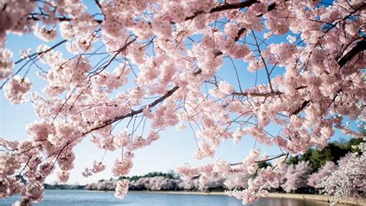 Cherry Blossom Peak Bloom 2024