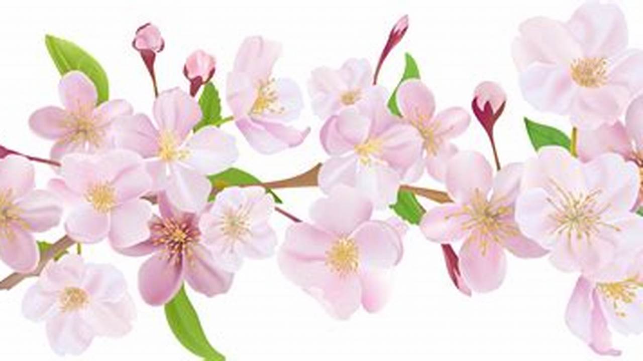 Cherry Blossom Png Image