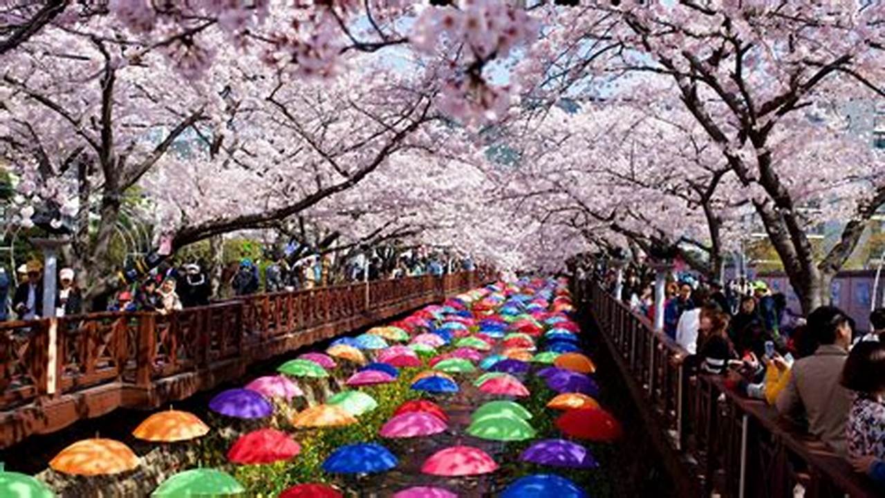 Cherry Blossom Season In Korea 2024