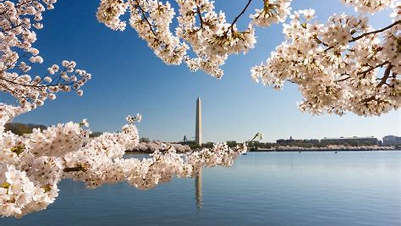Cherry Blossom Time In Dc 2024