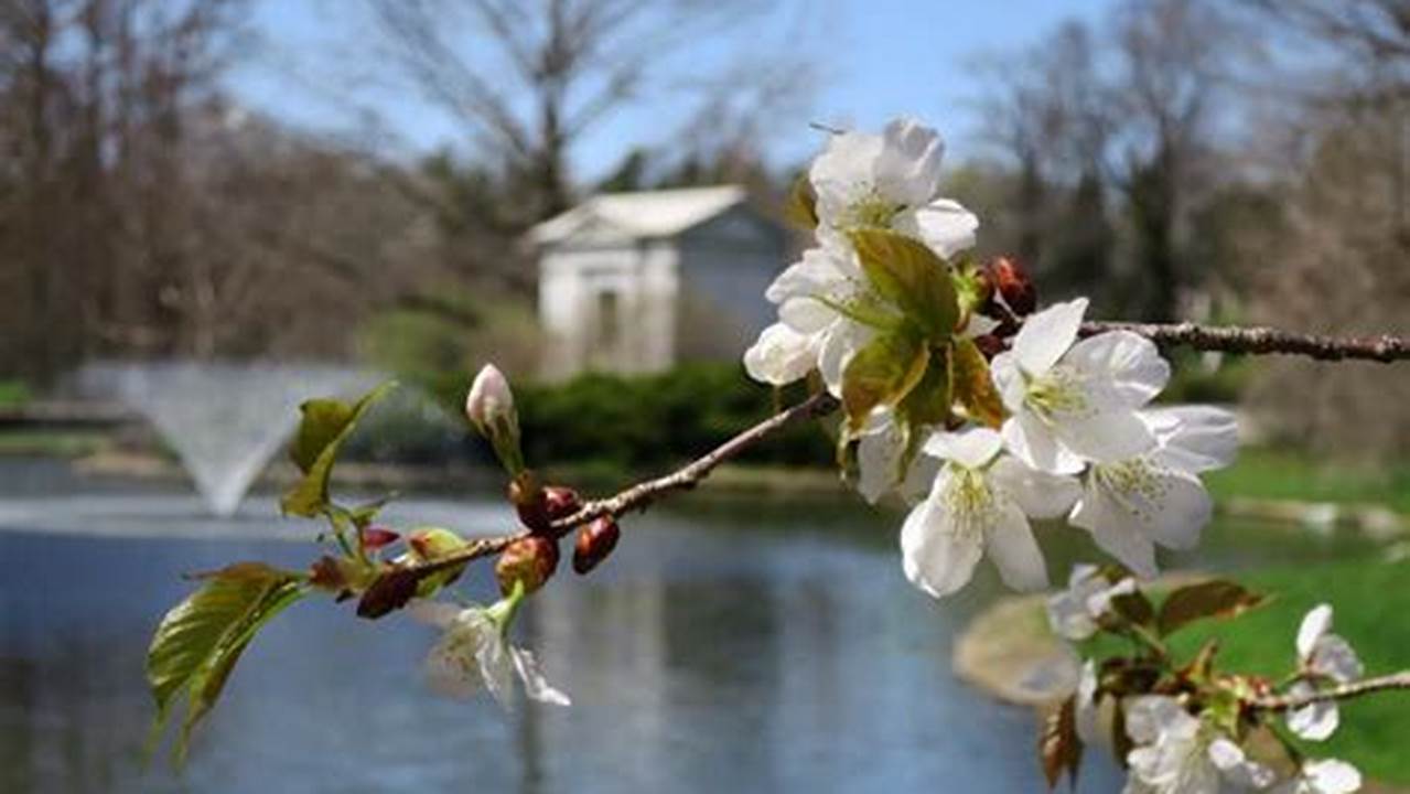 Cherry Blossom Tree Grove At Cincinnati&#039;s Ault Park Now In Bloom., 2024