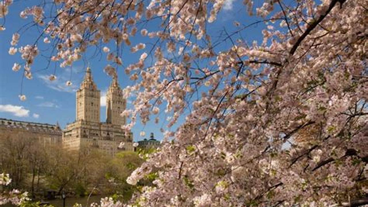 Cherry Blossoms Bloom In Nyc Based On Each Year&#039;s Weather, But They Usually Begin In Earnest By Late March., 2024