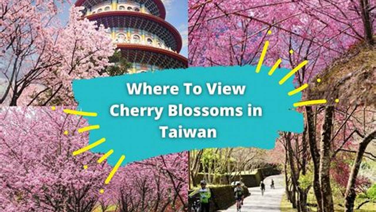 Cherry Blossoms In Taiwan 2024
