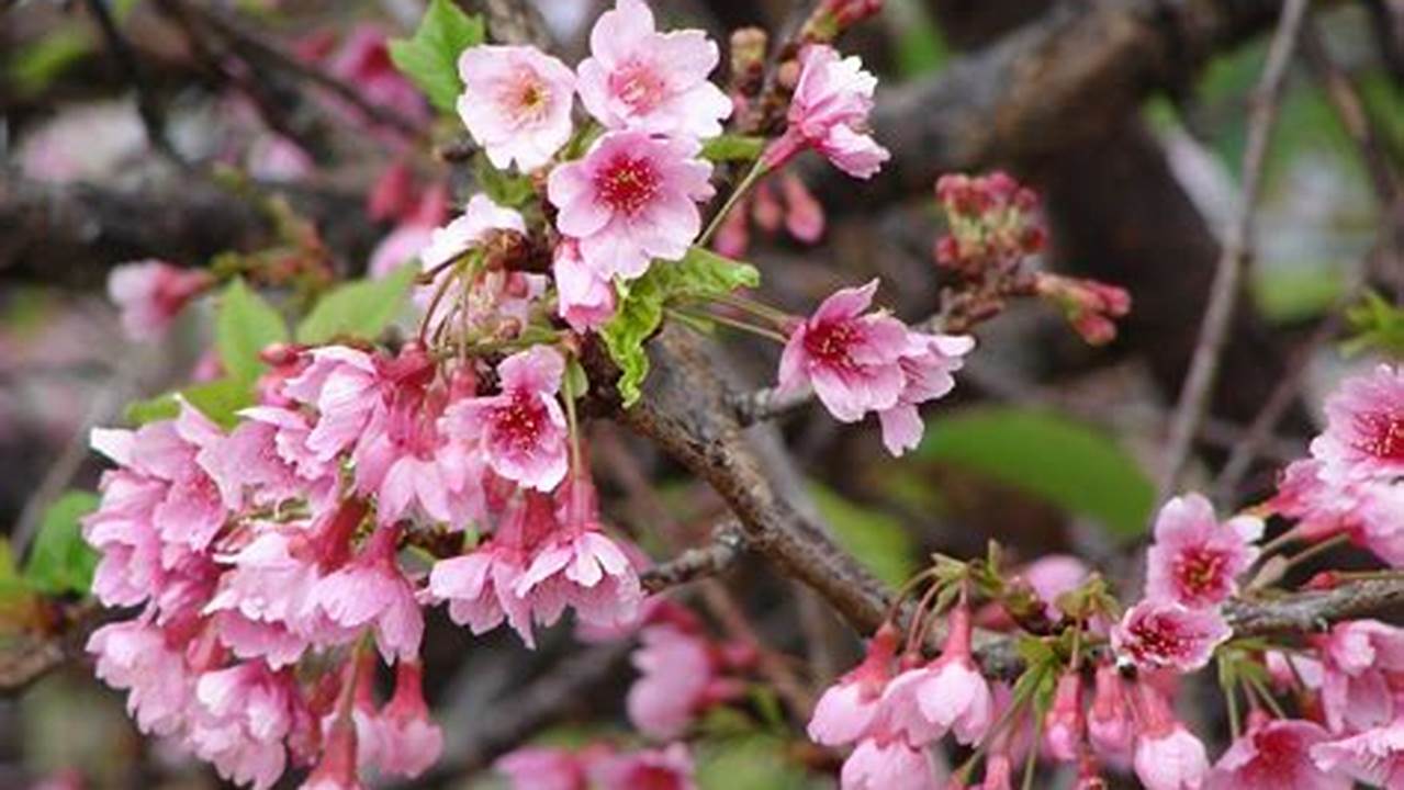 Cherry Blossoms In Wahiawa Hawaii