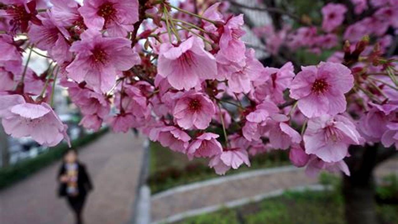 Cherry Blossoms Will Be Blooming Around The Same Time As Usual, But In Some Areas, Blossoms May Appear A Few Days Earlier Or Later., 2024