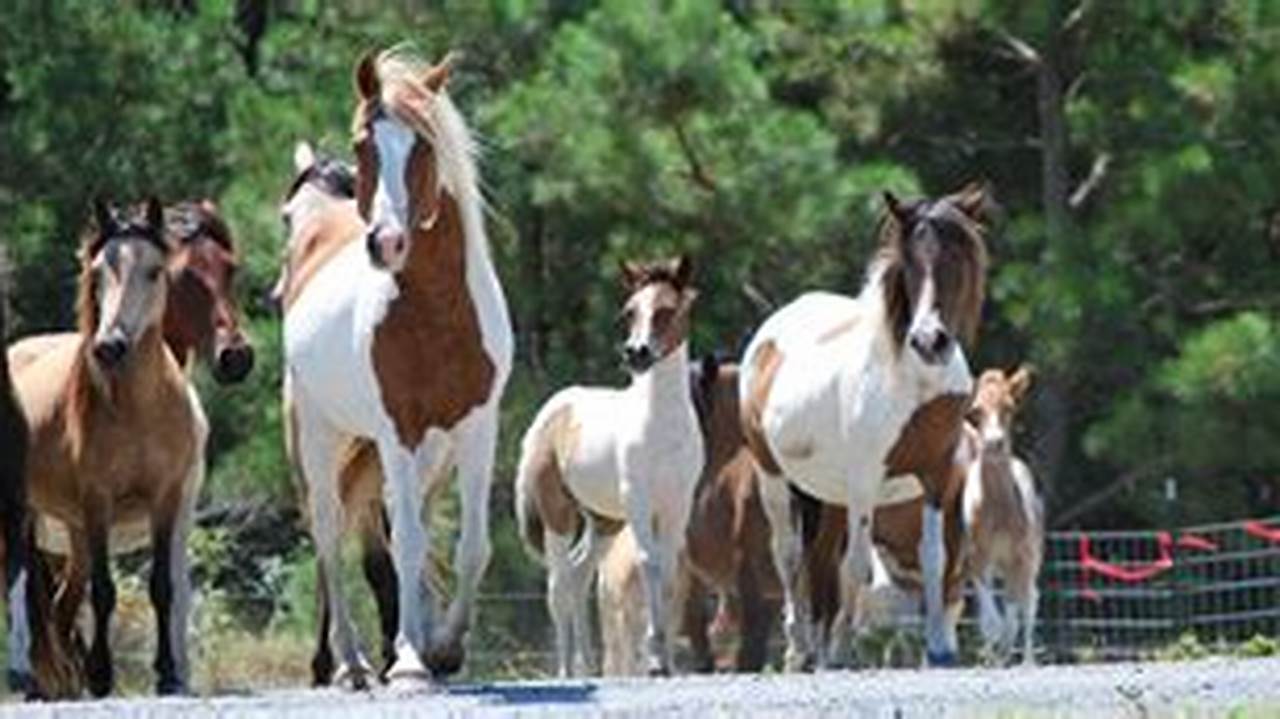 Chincoteague Pony Auction 2024 Results