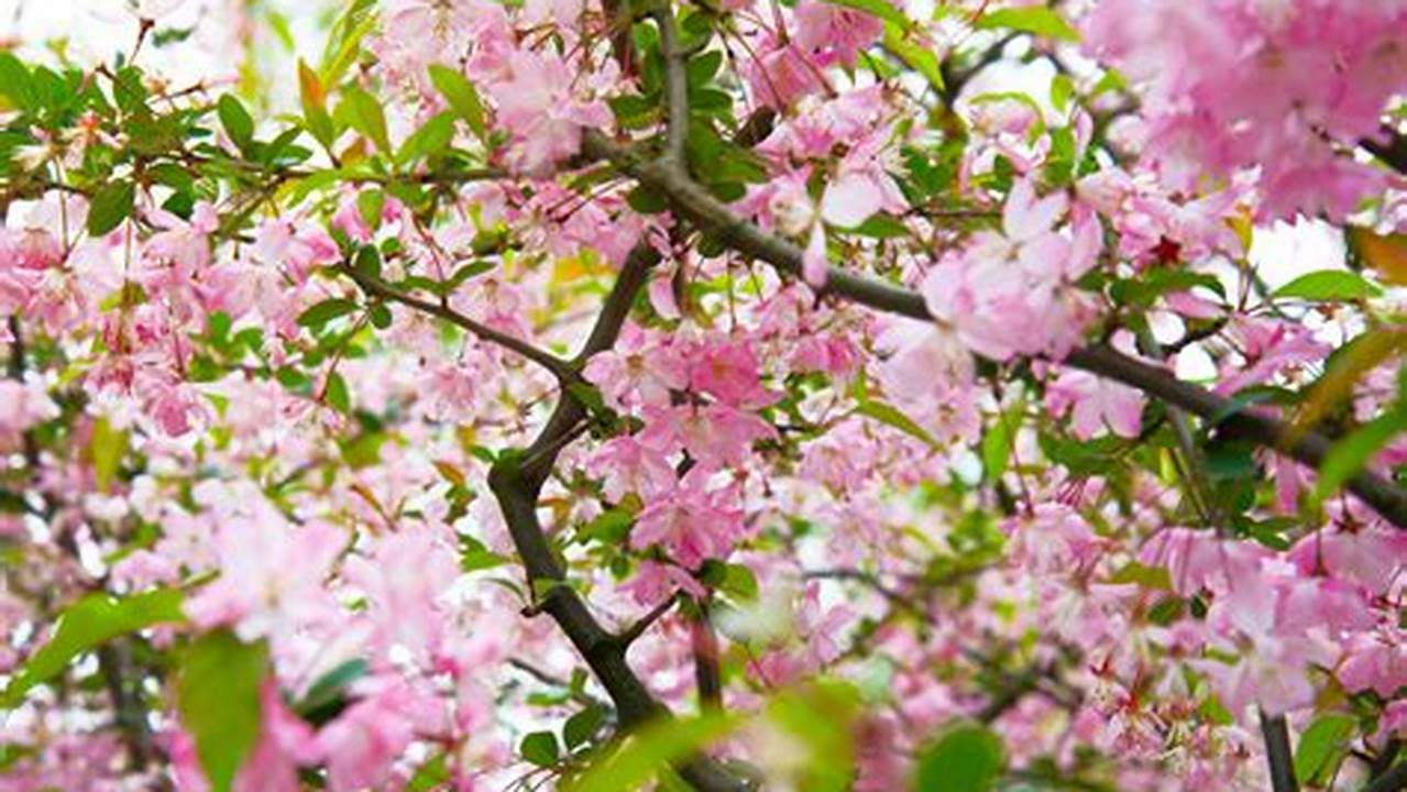 Chinese Cherry Blossom Tree
