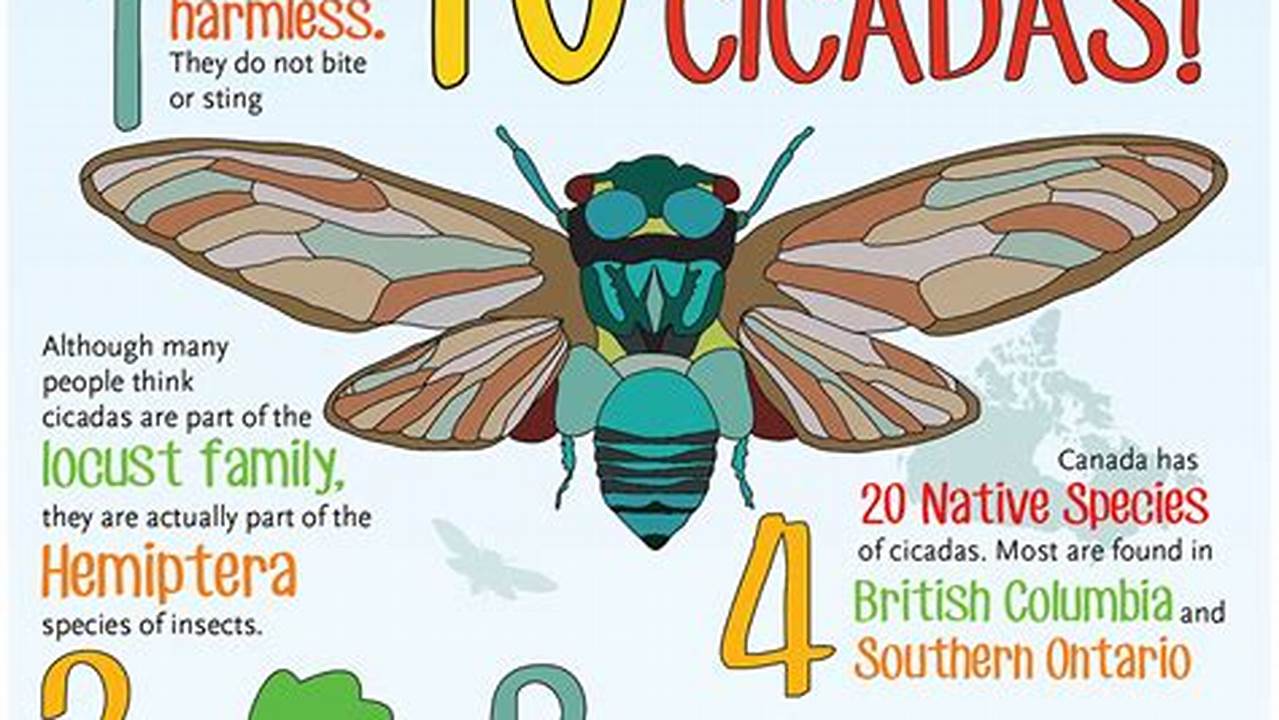 Cicada 2024 Factsheet