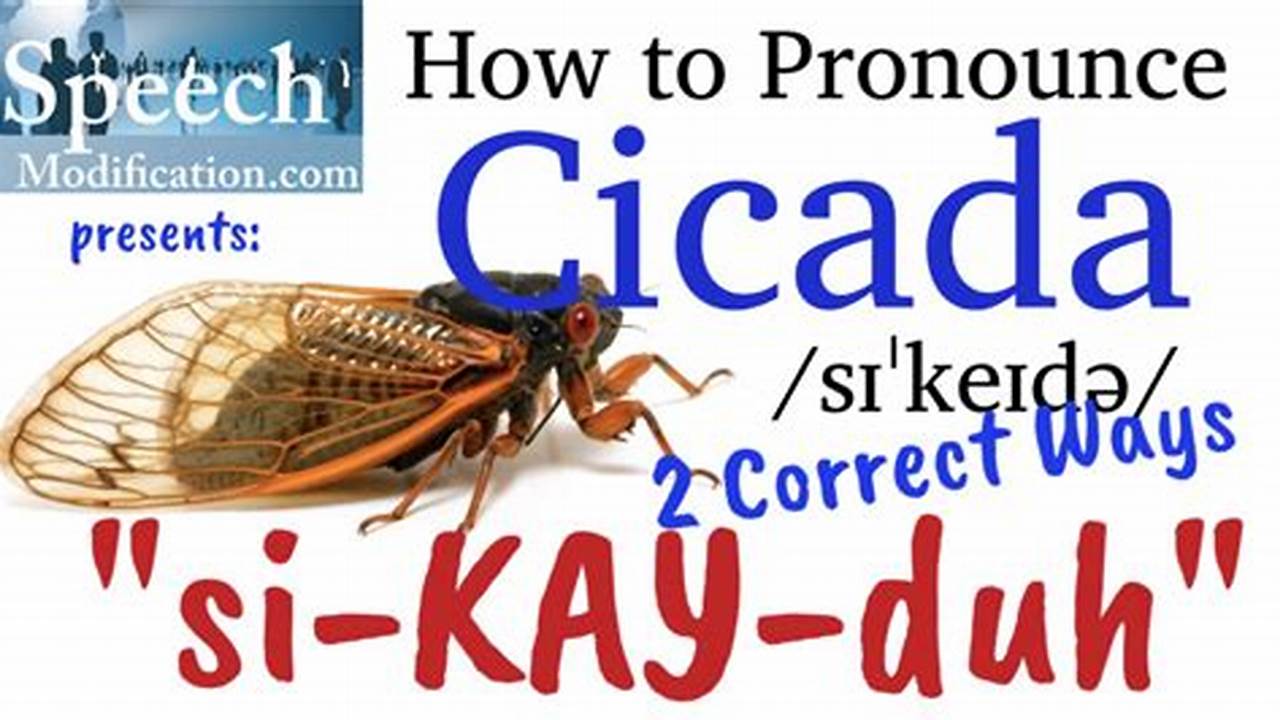 Cicada Pronunciation In English