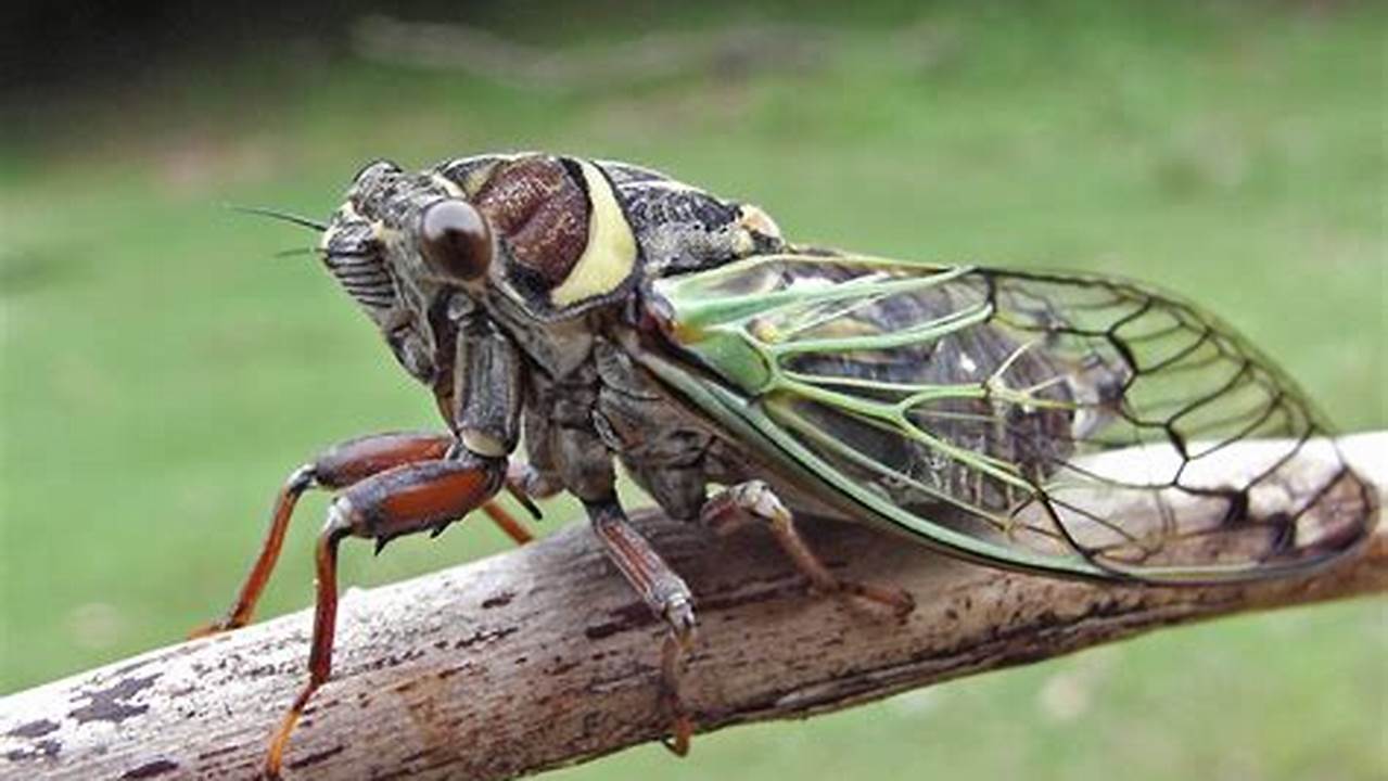 Cicadas 2024 In Pa