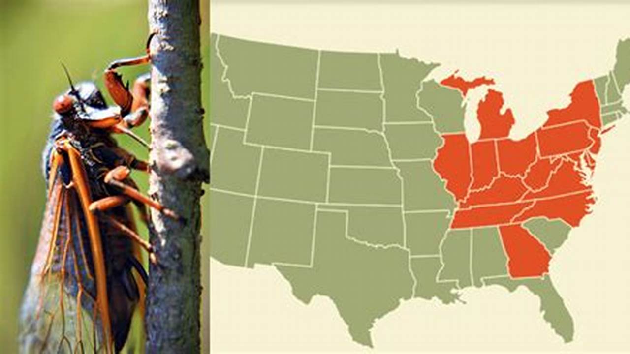 Cicadas 2024 Maryland Usa