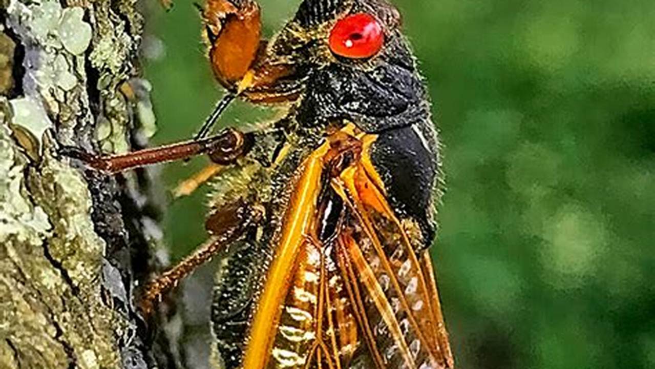 Cicadas 2024 Missouri Zip
