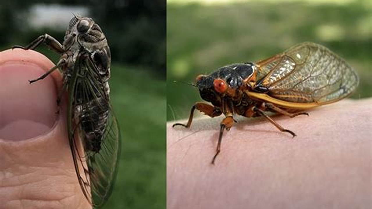 Cicadas 2024 Ohio Time