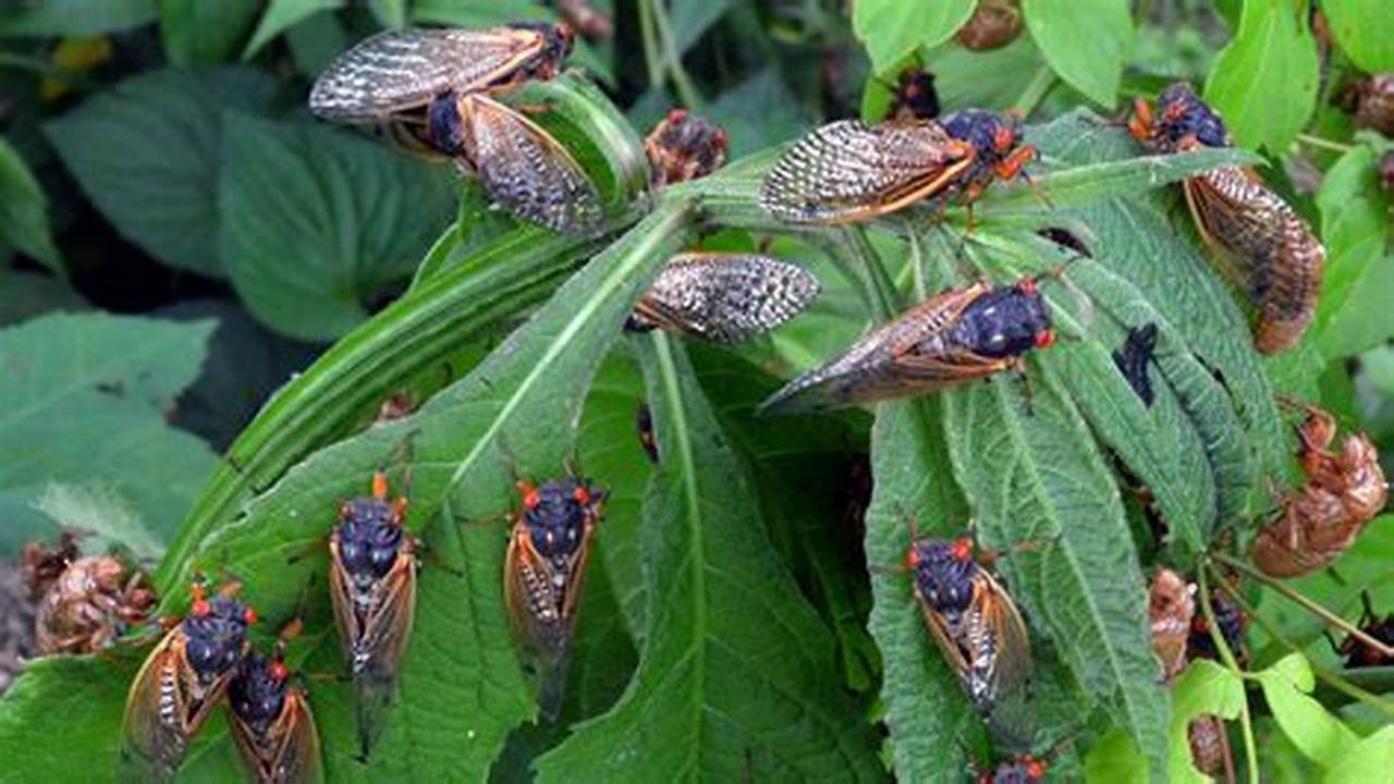 Cicadas 2024 Texas Time