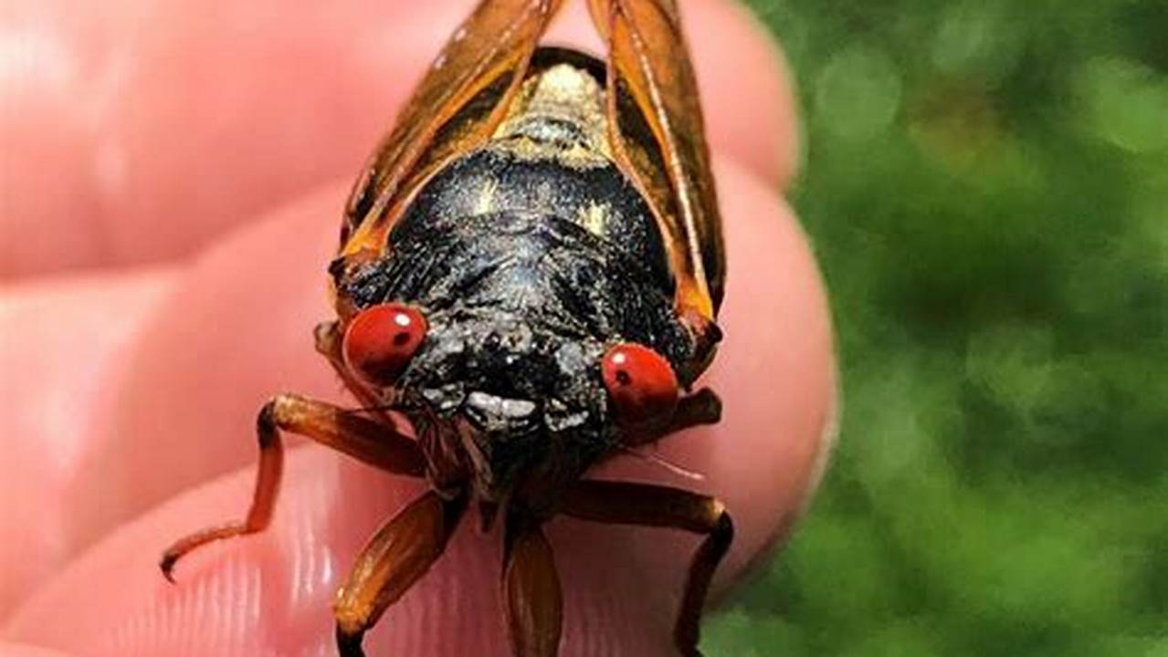 Cicadas Chicago 2024 Olympics