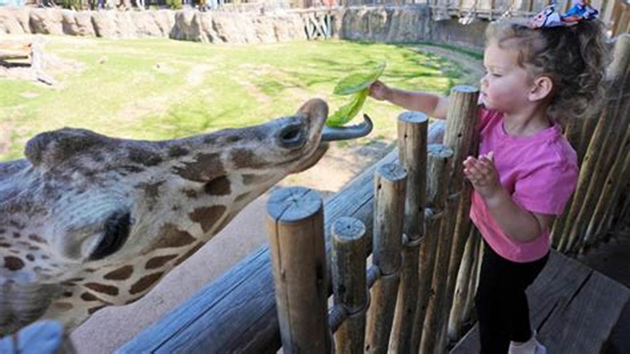 Claire Wagner, 3, Feeds A Giraffe At The Fort Worth Zoo In Fort Worth, Texas, Friday, Feb., 2024