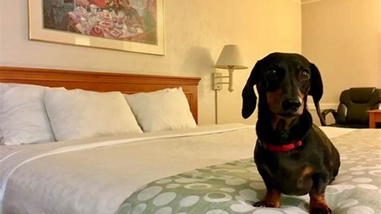 Close To Dog Parks, Pet Friendly Hotel