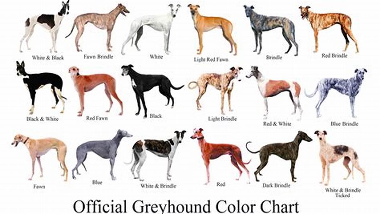 Colors, Dog Breeds