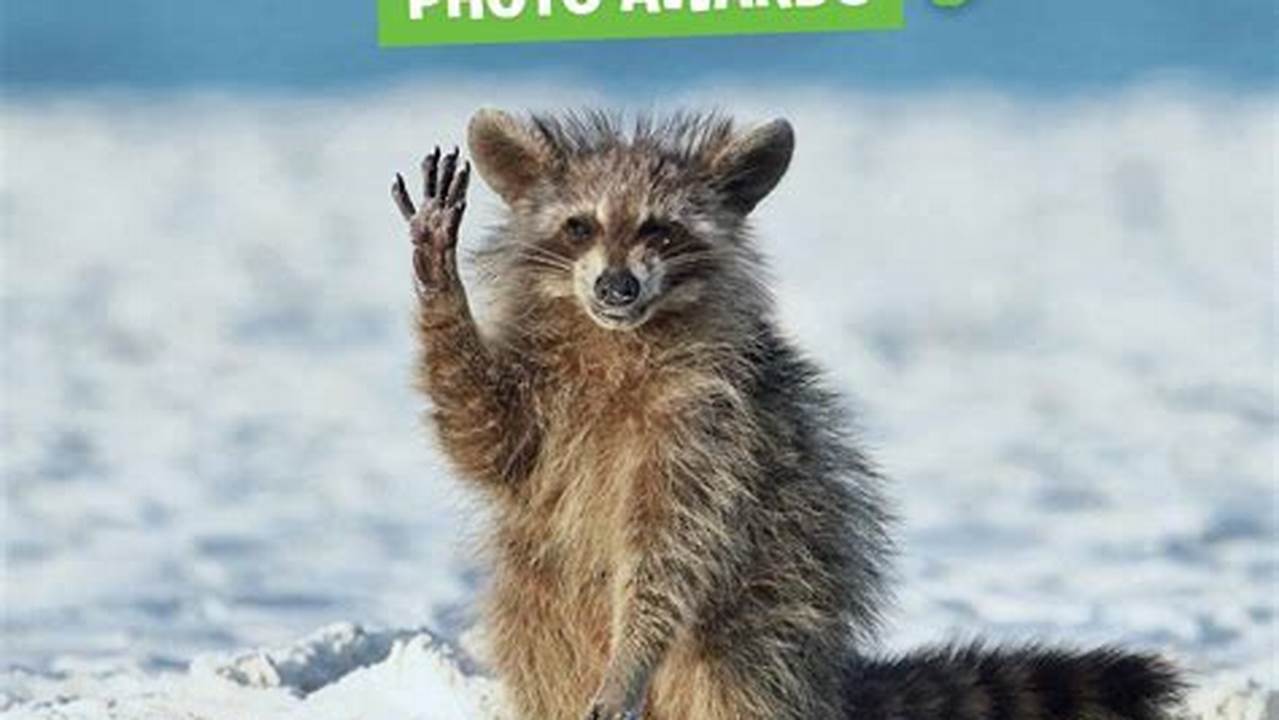 Comedy Wildlife Photography Awards 2024 Calendar Google Drive