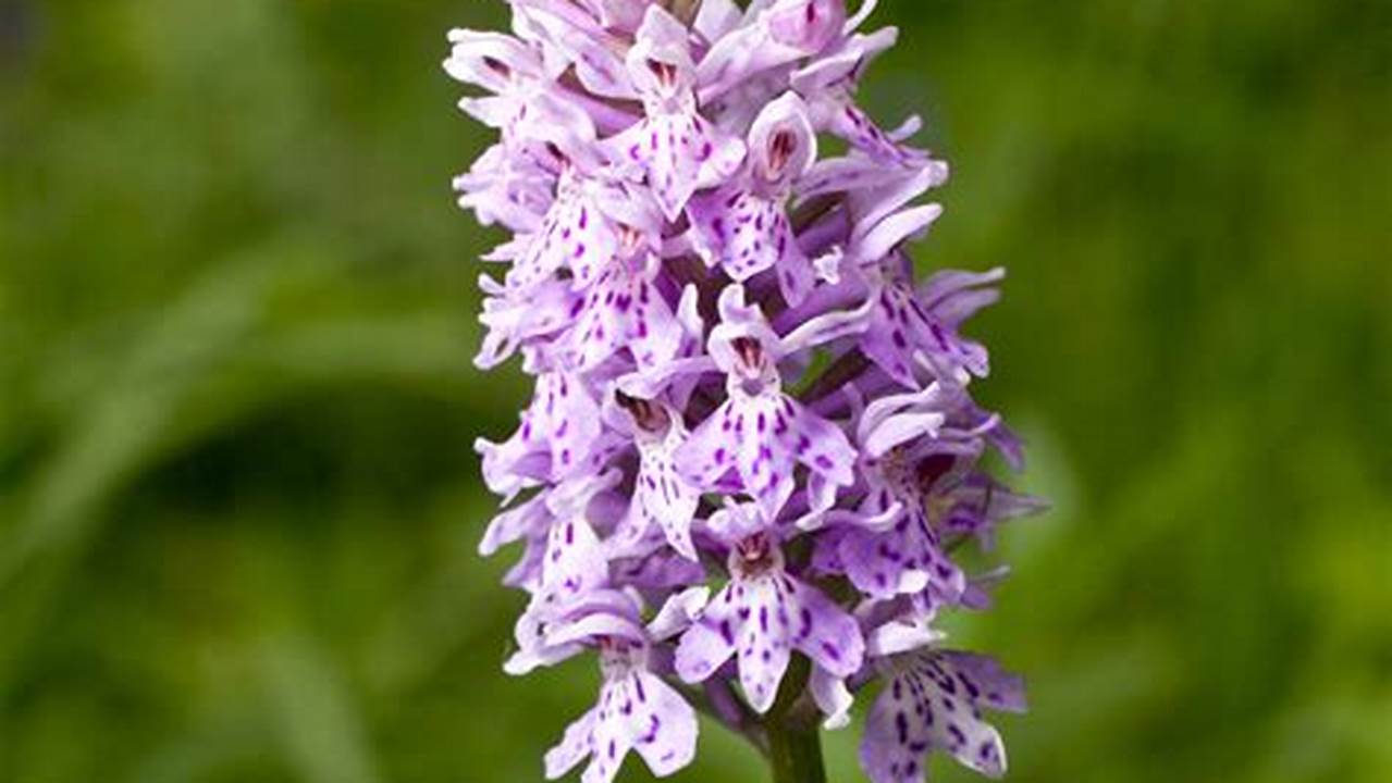 Unveiling the Common Spotted Orchid: A Guide to Beautify Your Garden