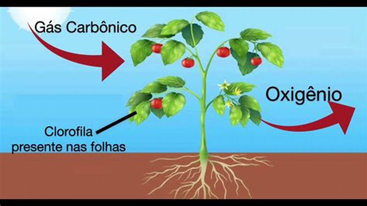 Como As Plantas Crescem Com Baixa Gravidade