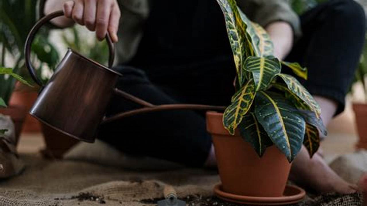 Como Cuidar?, Plantas