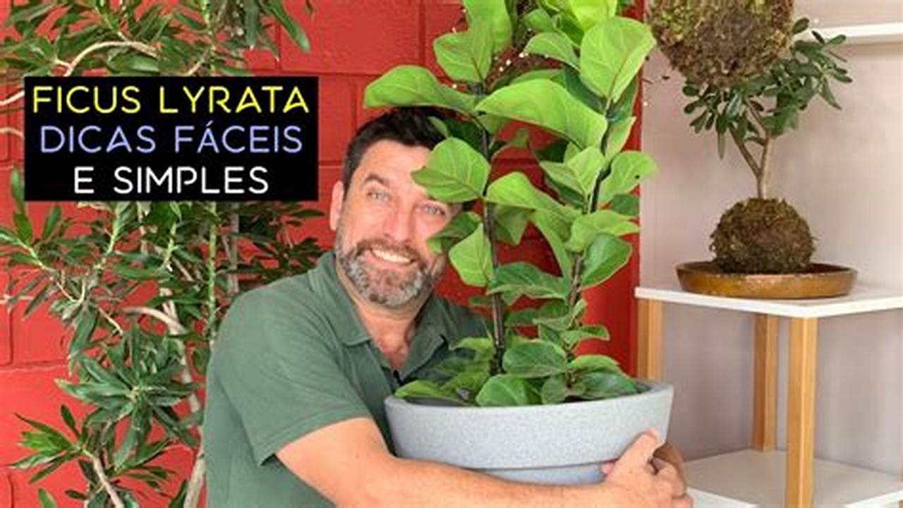Como Fazer Muda Da Planta Ficus Lyrata