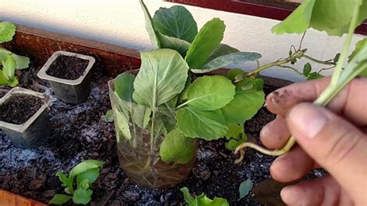 Como Plantar Muda De Couve Em Vaso