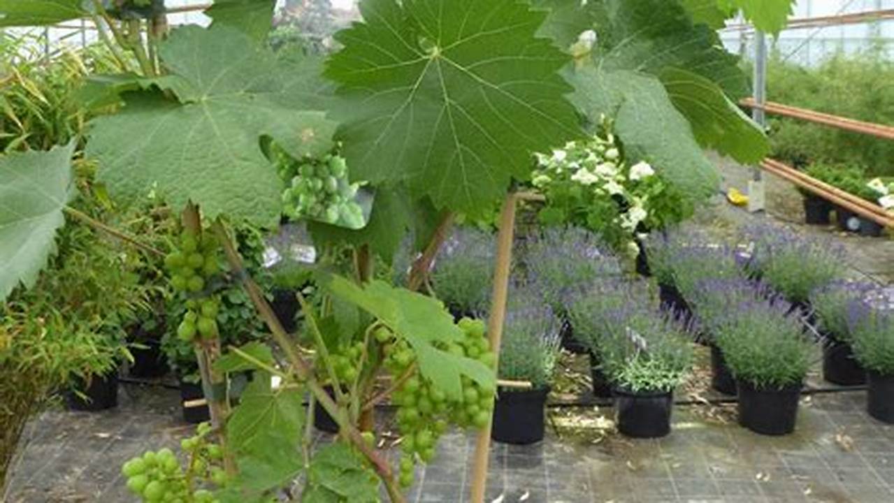 Como Plantar Muda De Uva Em Vaso