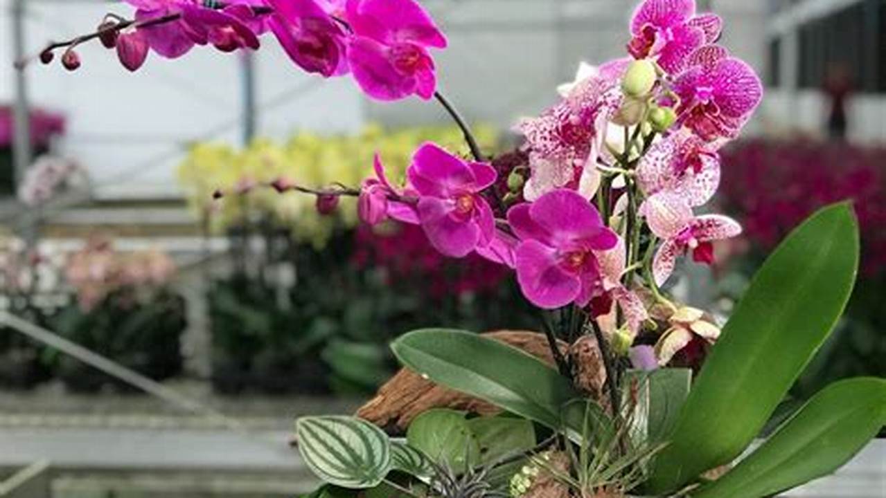 Como Plantar Orquídea Em Tronco De Madeira